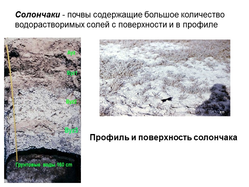 Солончаки - почвы содержащие большое количество водорастворимых солей с поверхности и в профиле Профиль